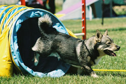 Vallhund doing a dog agility tunnel