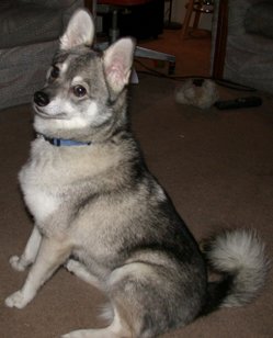 A Standard Sized AKK