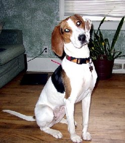 Treeing Walker Coonhound