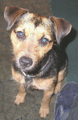 Black and tan Patterdale.