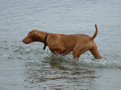 A Young Vizsla