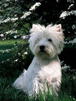 A West Highland White Terrier