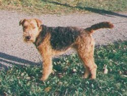 Welsh Terrier