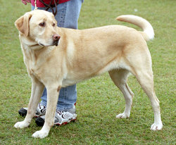 This yellow Lab's nose is pink rather than black.