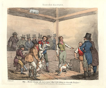 Badger Baiting