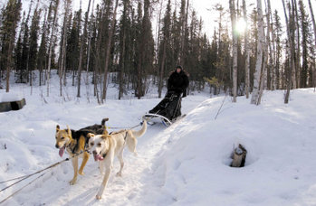 Dog sled