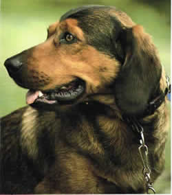 Alpine Dachsbracke