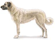 Anatolian with a white coat.