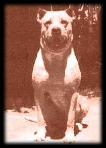 CordobaFightingDog.jpg