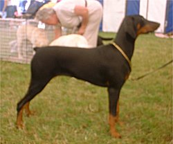 Dobermann with docked tail.