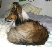 The tricolor Sheltie