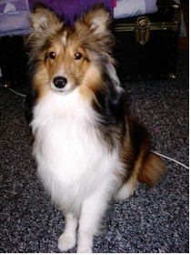 tricolor sheltie