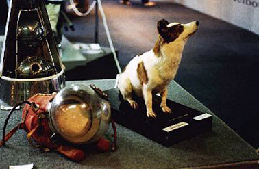 Stuffed Strelka on tour in Australia in 1991