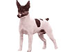 Tenterfield Terrier