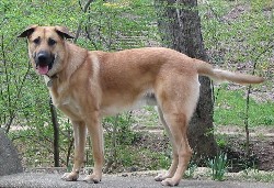 A male Chinook