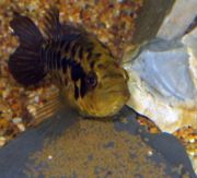 A substrate brooding female Parachromis managuense guards a clutch of eggs in the aquarium.
