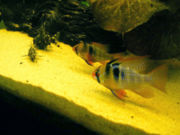 A pair of Mikrogeophagus ramirezi, male in front, female behind. Many cichlids form strong pair bonds whle breeding.