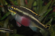 female Pelvicachromis pulcher