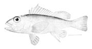 Scorpaenidae: Longspine scorpionfish, Pontinus longispinis
