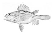Setarchidae: Deepwater scorpionfish, Setarches guentheri
