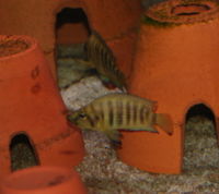 a young Altolamprologus compressiceps (gold form), in an aquarium