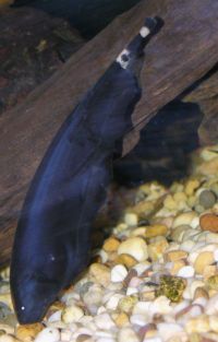 Black ghost knifefish, Apteronotus albifrons