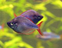 Dwarf rainbowfish, Melanotaenia praecox