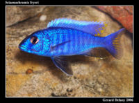 Sciaenochromis fryeri