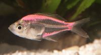 Painted Parambassis ranga specimen. A needle was used to inject the pink dye.
