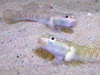 Two freshwater gobies, Rhinogobius duospilus, a hardy subtropical species that does well in aquaria.