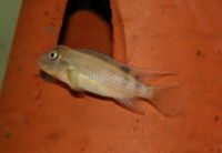 young female Steatocranus casuarius