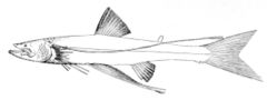 Ipnopidae: Bathypterois dubius