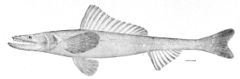 Synodontidae: Deepsea lizardfish, Bathysaurus ferox