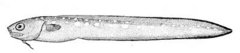Fawn cusk-eel, Lepophidium profundorum
