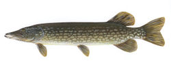 Northern pike (Esox lucius)