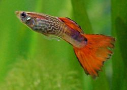 The Guppy (Poecilia reticulata) is one of the most popular freshwater aquarium fish species in the world.