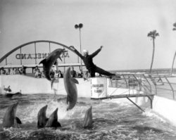 Marineland of Florida, USA  dolphin show, 1964.