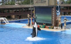 The orca "Shamu" performing at SeaWorld San Diego