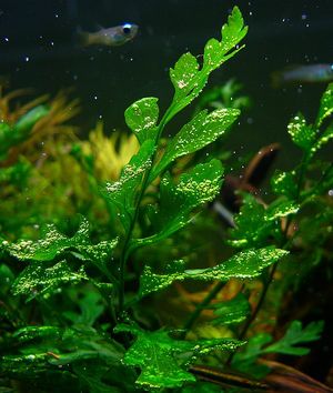 Bolbitis heudelotii, one of hundreds of aquatic plants found in   the hobby.