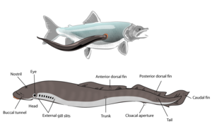 Basic external anatomy of the lamprey