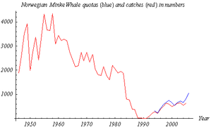 Norwegian Minke Whale Quotas (blue line, 1994-2006) and Catches (red line, 1946.2005) in Numbers (from official Norwegian statistics)