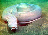 Pacific hagfish resting on bottom280 m down off Oregon coast