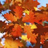 fall foliage