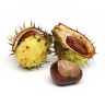 chestnut
