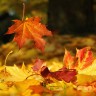 falling leaves