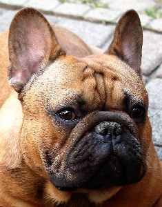 PIERRE