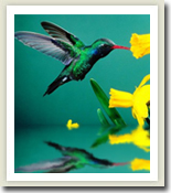 Kolibri