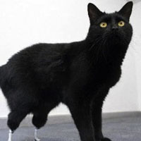 kutya