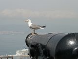Gibraltr