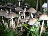 Gombavros